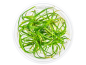 Preview: Zwergschwertpflanze - Helanthium tenellum ´Red´ in vitro
